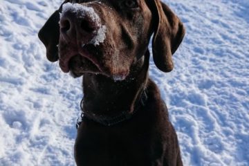 Loki in the snow